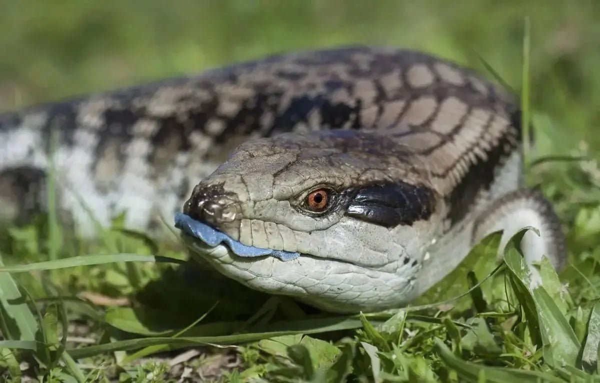 Blue Tongue Skink - Talis Us