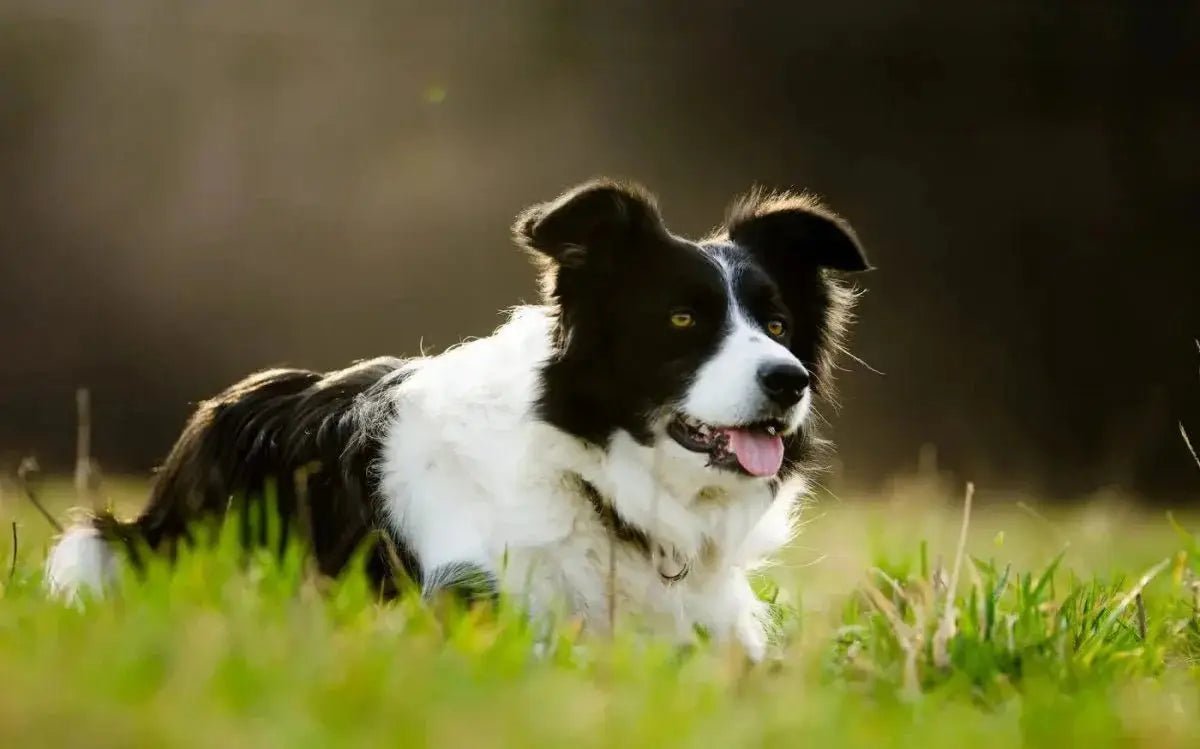 Border Collie - Talis Us