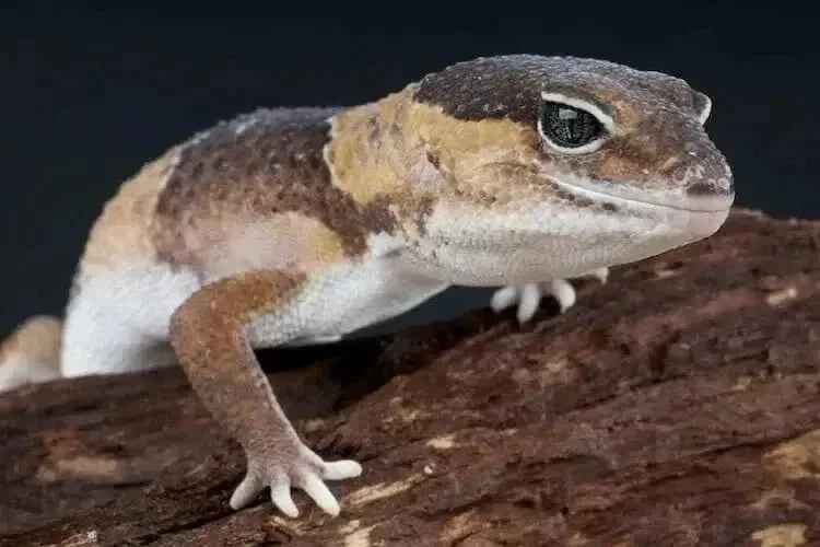 African fat-tailed gecko