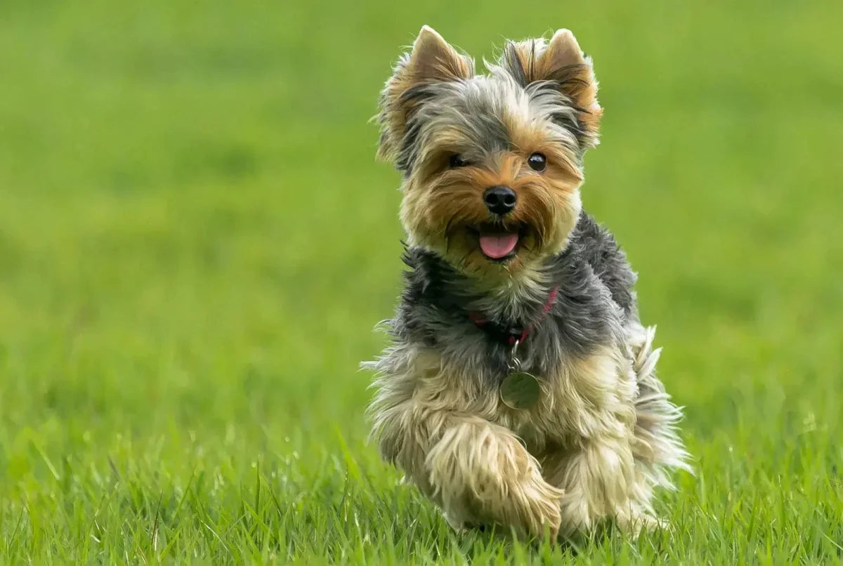 Yorkshire Terrier - Talis Us