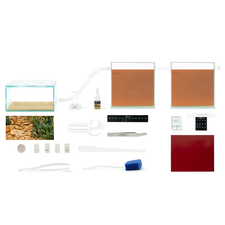 ANTCUBE Starter Set for Harvester Ants – L