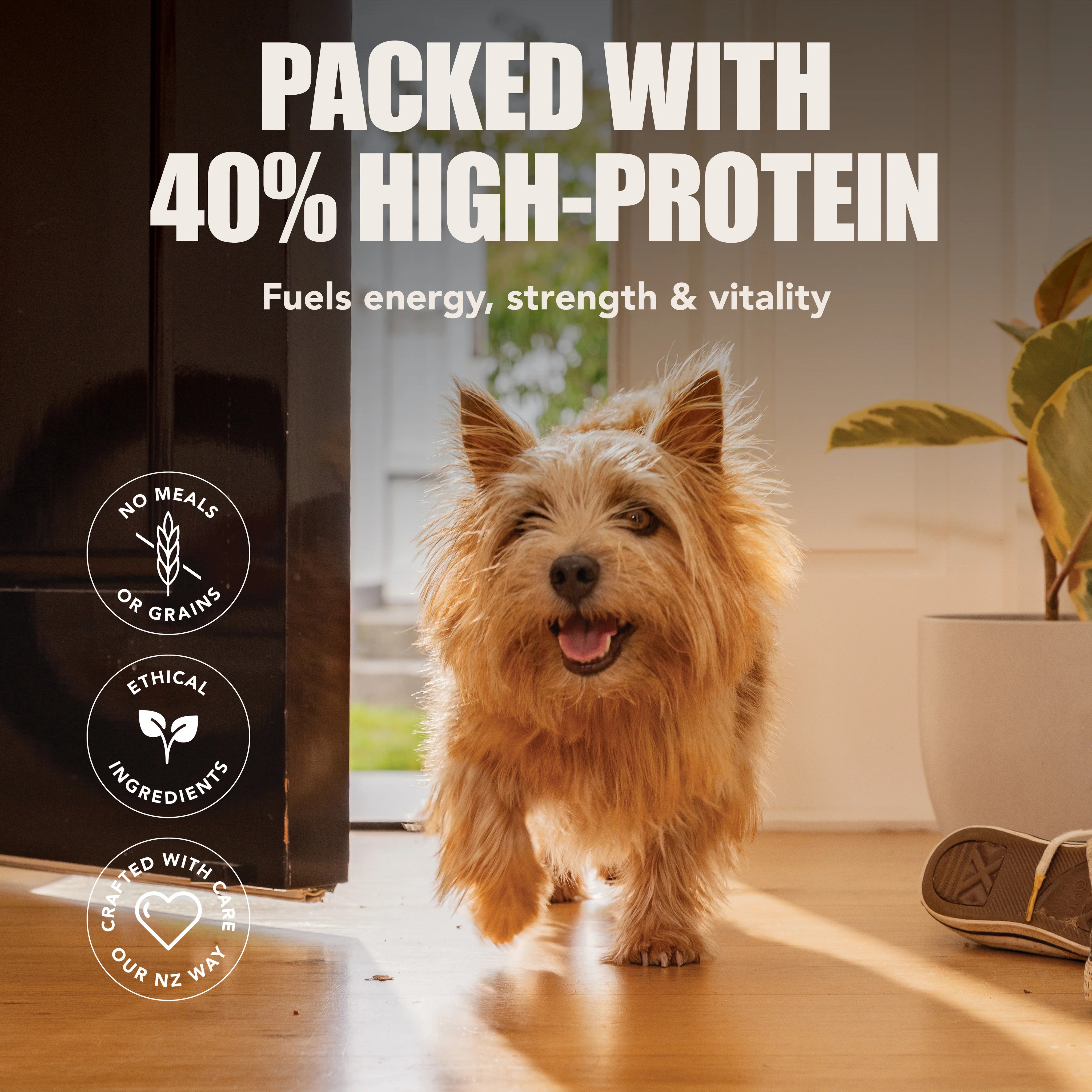 A small brown dog running through a doorway with text highlighting 40% high-protein and NZ made.