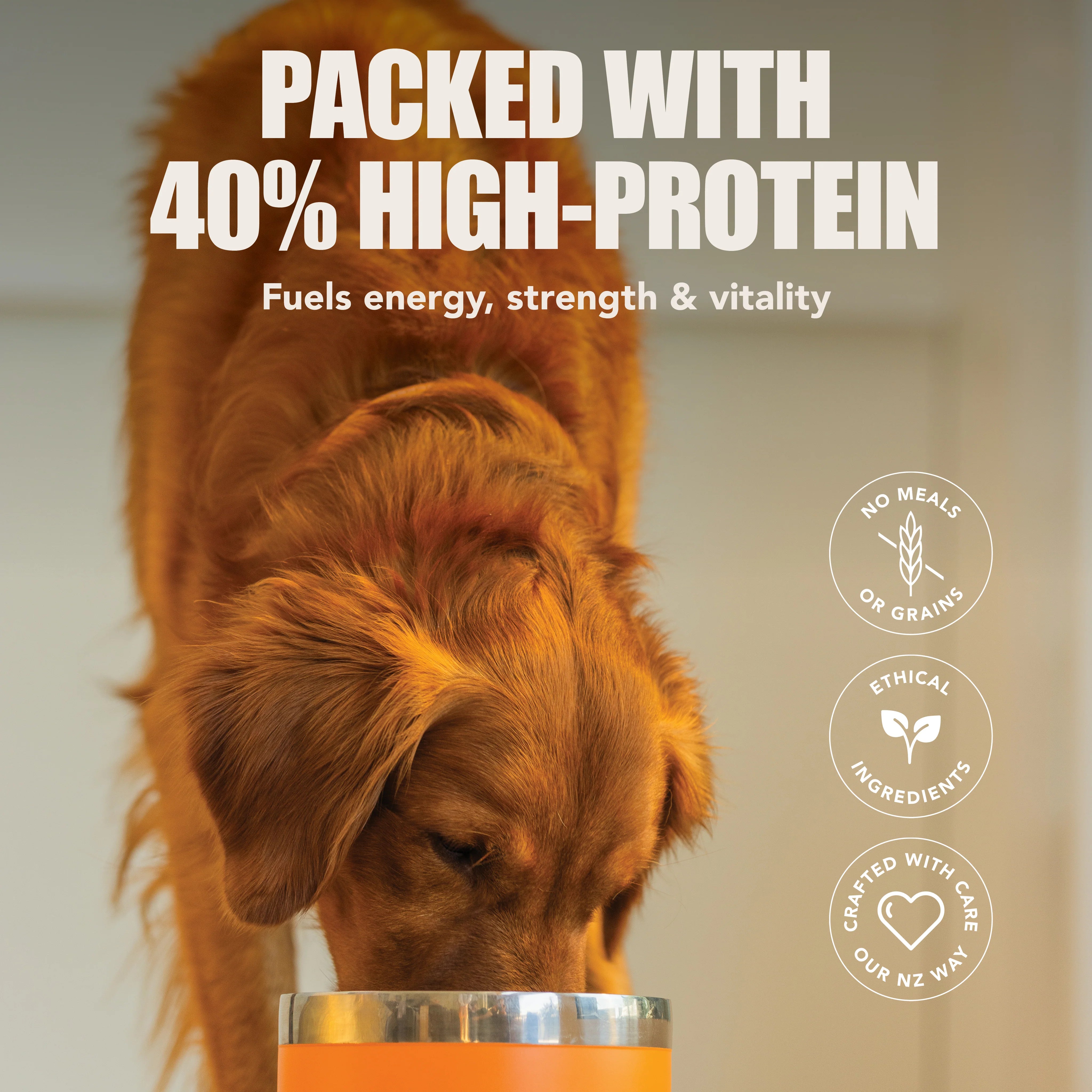 Golden retriever eating K9 Natural dog food, highlighting 40% high-protein and grain-free formula.