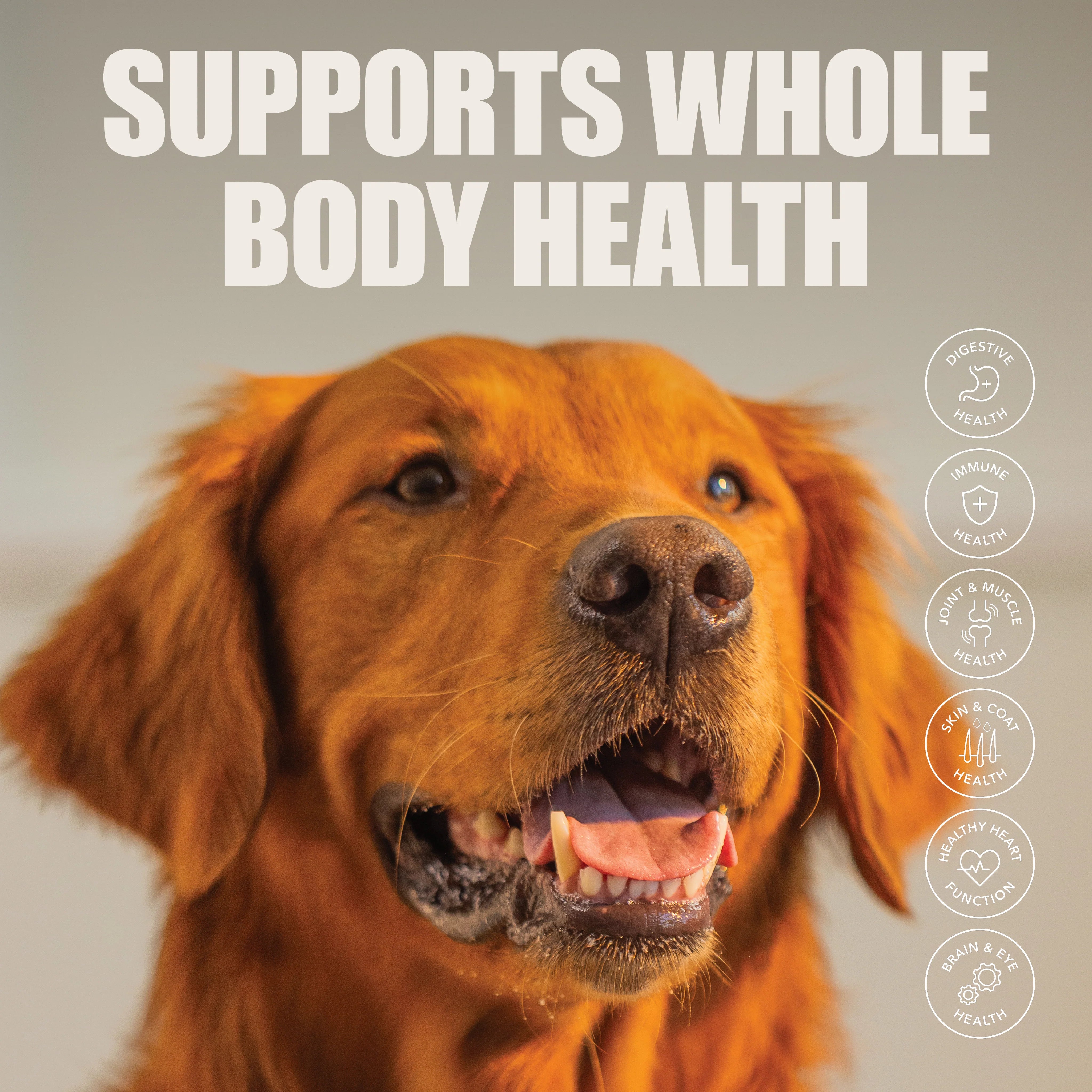 Golden retriever with icons for digestive, immune, joint, skin, heart, and brain health support.
