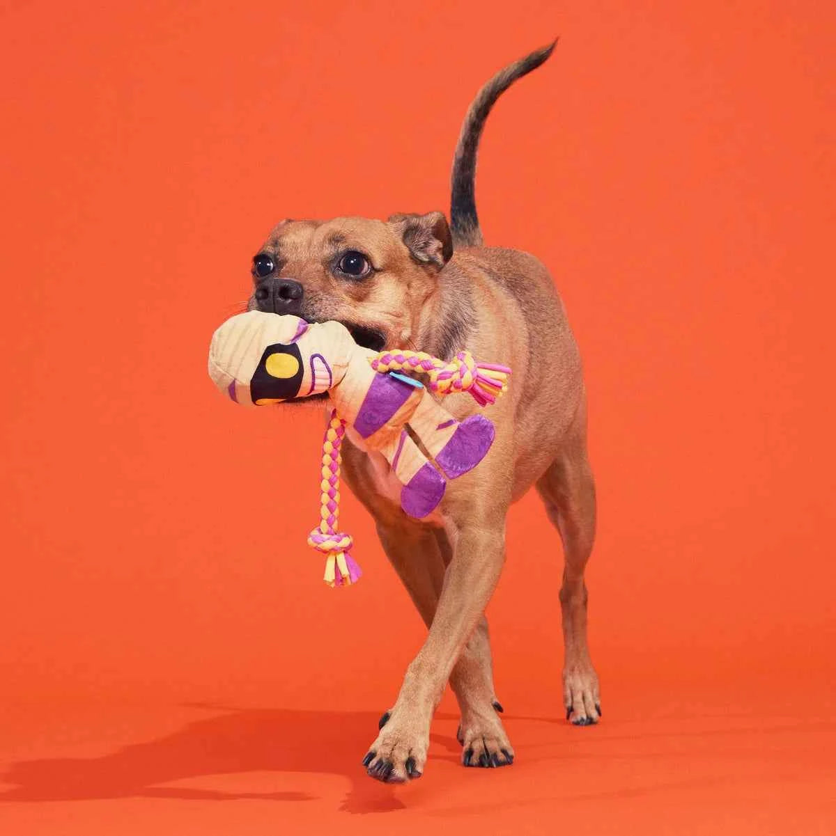 BARK Halloween King Tug plush dog toy held by a dog with an orange background.