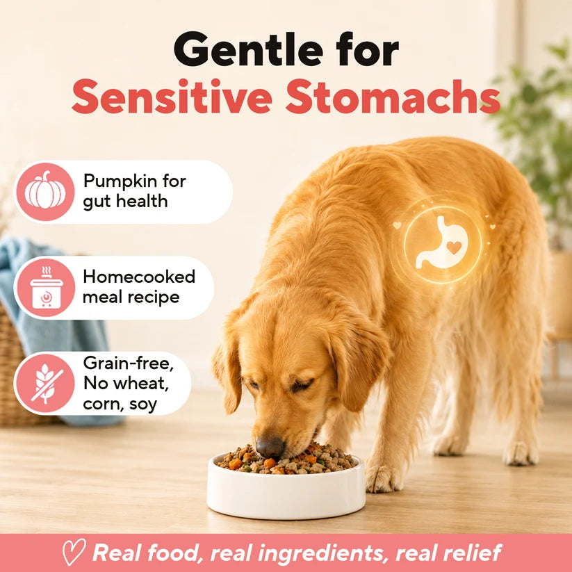 Dave's Homestyle Meal Chicken & Salmon with Brown Rice, Goat Milk Gently Cooked Dog Food 10 Pack - 9 oz Pouches