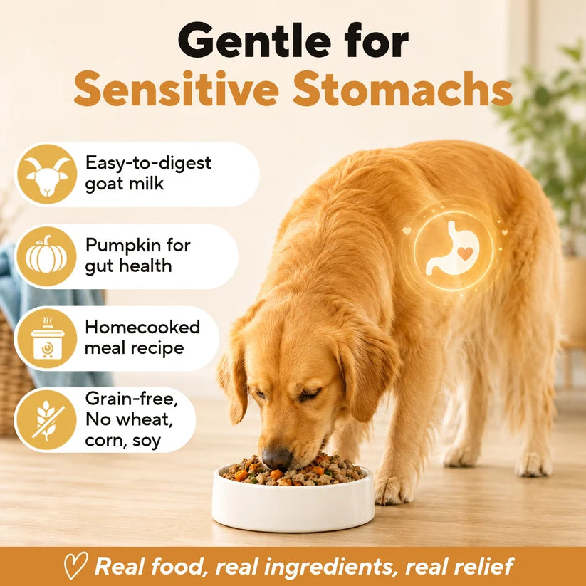 Dave's Homestyle Meal Grain-Free Goat Milk, Chicken Dinner Gently Cooked Dog Food 10 Pack - 9 oz Pouches