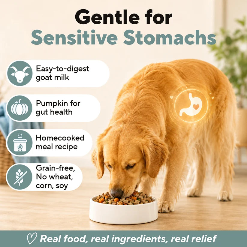 Dave's Homestyle Meal Grain-Free Goat Milk, Duck & Chicken Dinner Gently Cooked Dog Food 10 Pack - 9 oz Pouches