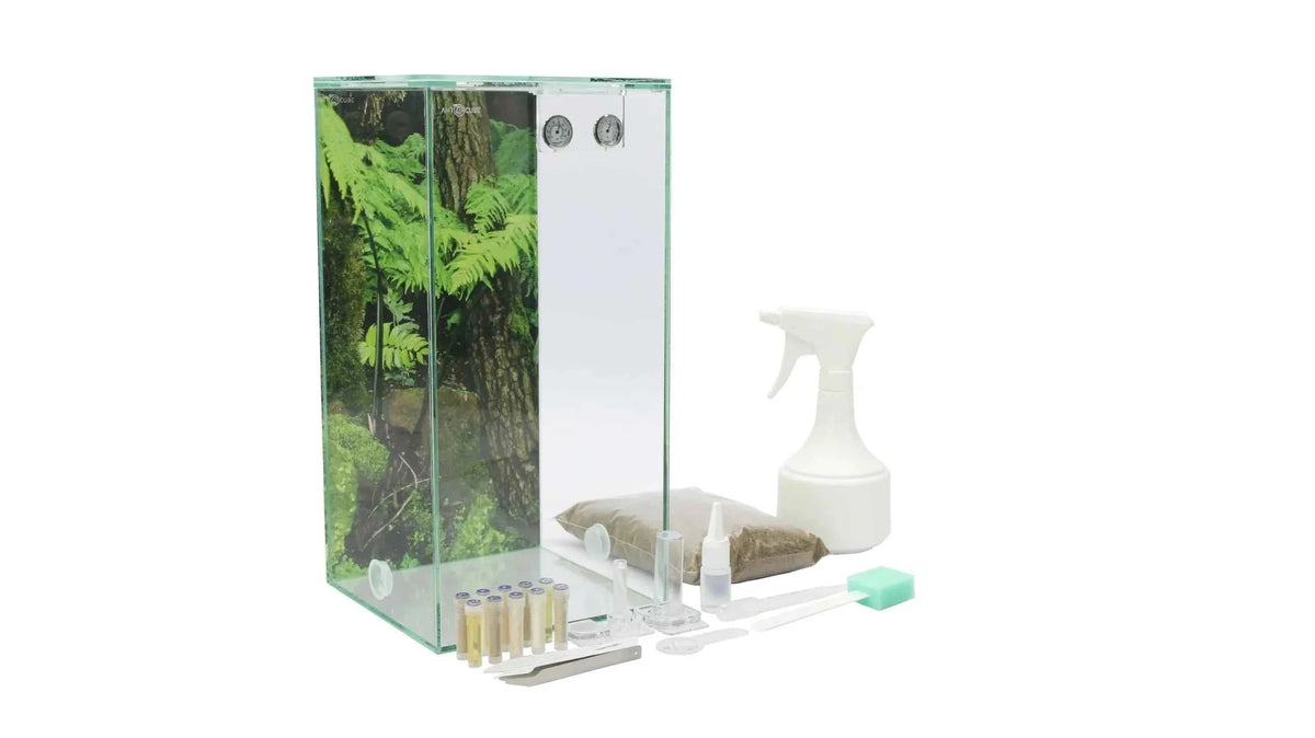 Discover the ANTCUBE Weaver Ant Starter Kit: Your Gateway to Ant Farming