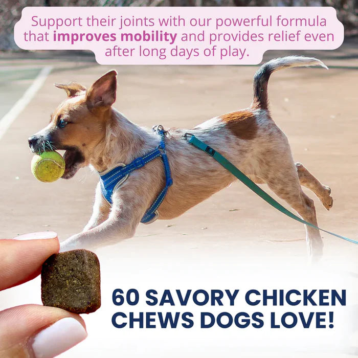 Small dog wearing blue harness leaps to catch tennis ball while a hand holds a cube-shaped savory chicken chew nearby