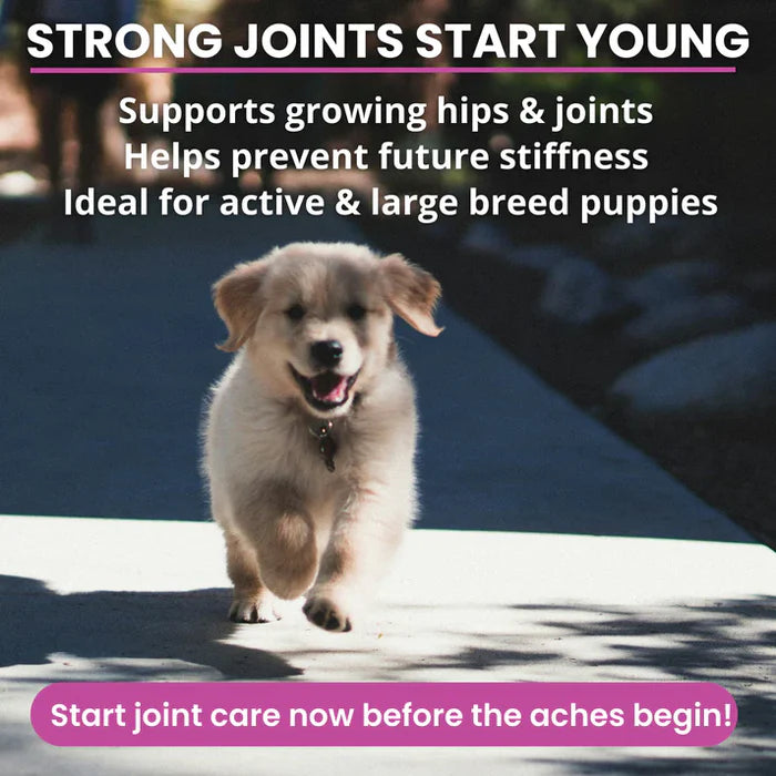 Happy large breed puppy running outdoors promoting early hip and joint support for growing dogs
