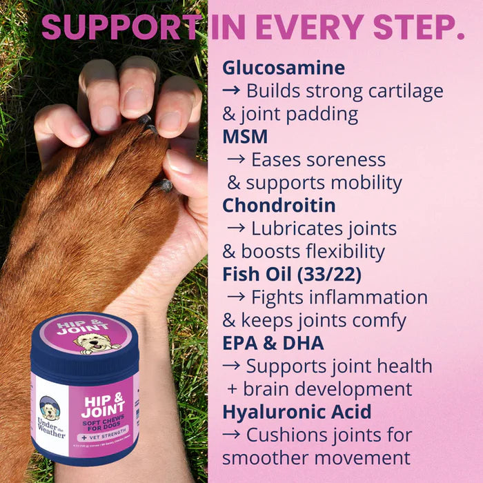Close-up of a dog paw held by a hand with hip and joint soft chew container highlighting joint support ingredients.