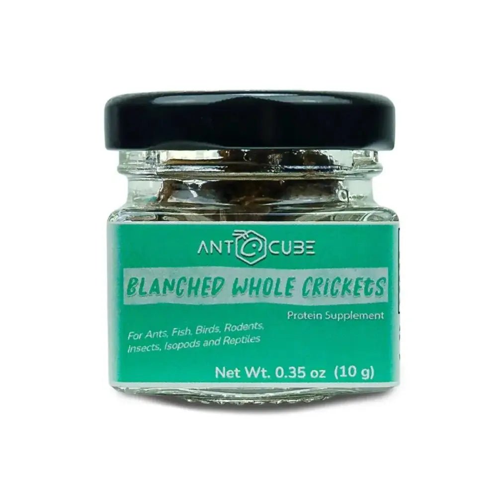 Antcube Blanched Whole Crickets - Talis Us
