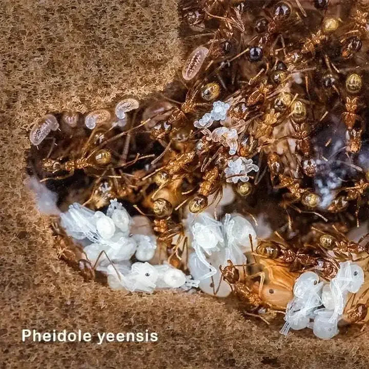 ANTCUBE Digfix plate 20×20 Antcube