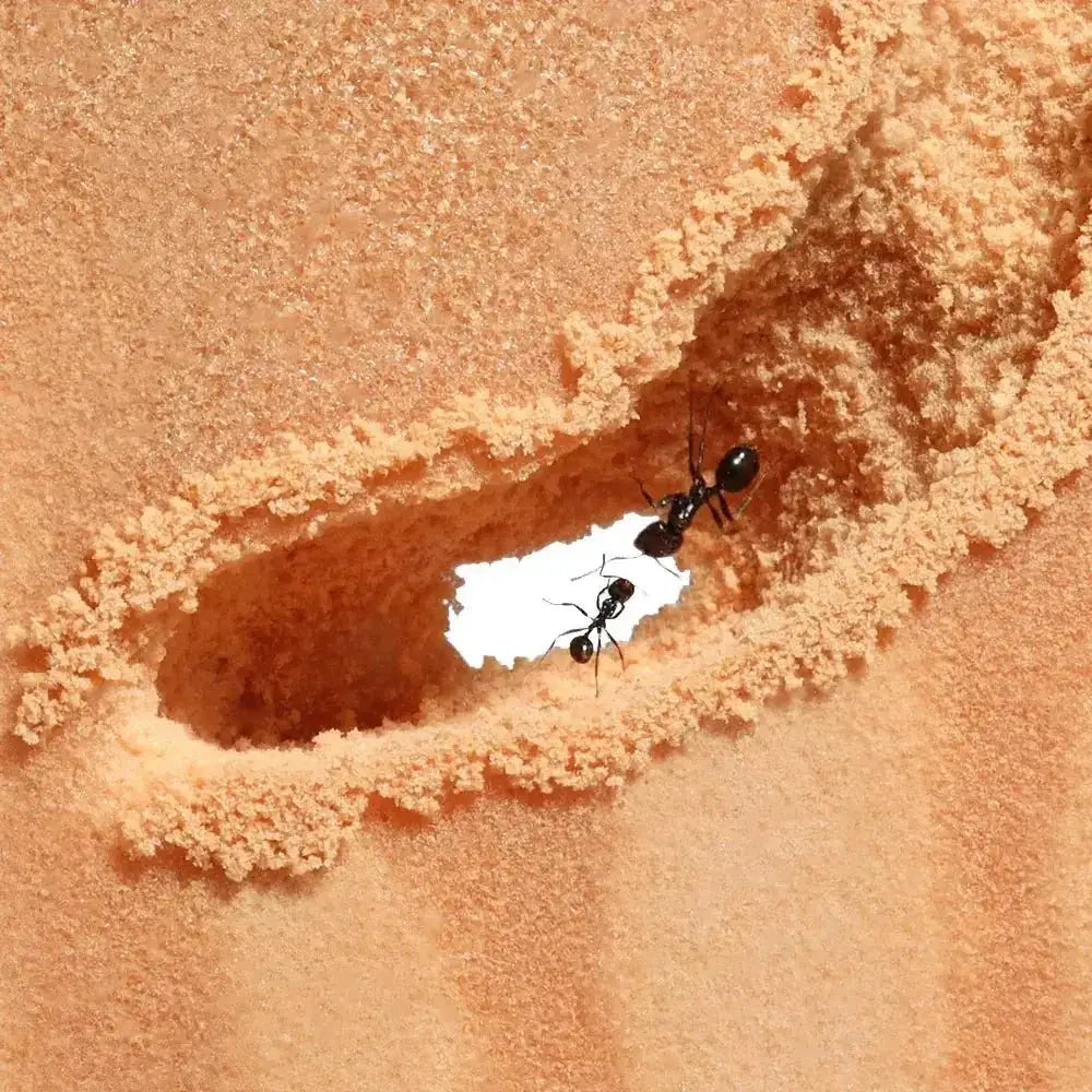 ANTCUBE Starter Set for Harvester Ants – L – Popcorn - Talis Us