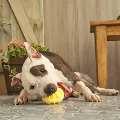 BARK Burly Swirly Dog Toys - Talis Us