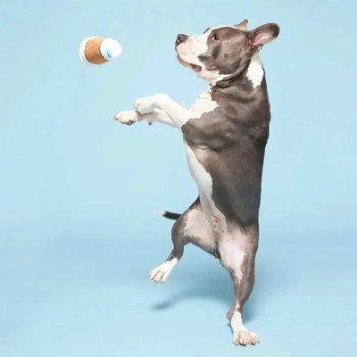 BARK Cup Of Bark Roast Plush Dog Toy - Talis Us