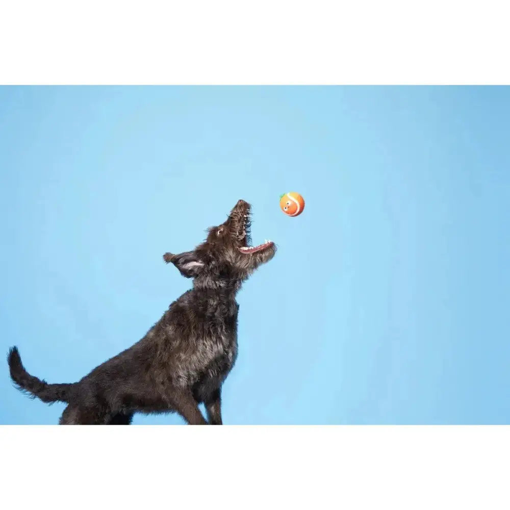 BARK Fresh Squeaked OJ Dog Toys - Talis Us