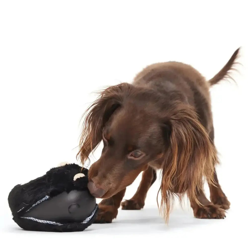 BARK Super Chewer Black Bear Bones Dog Chew Toy - Talis Us