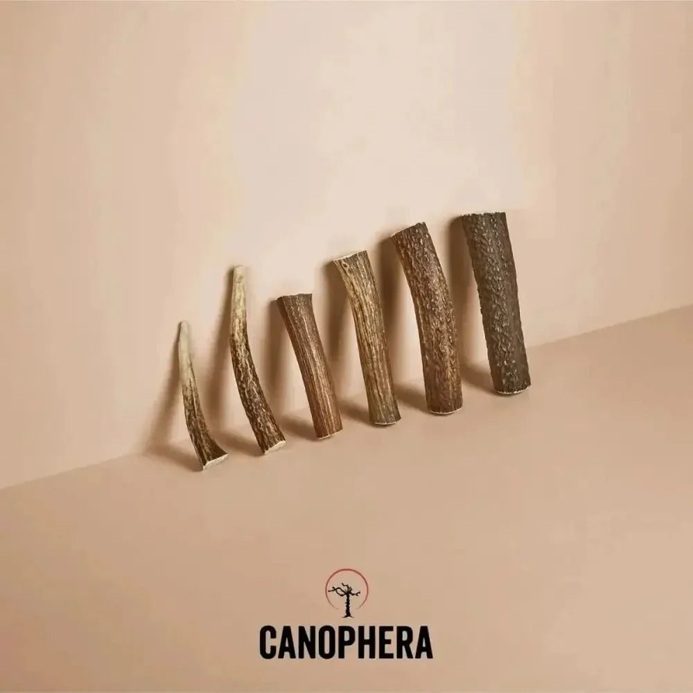 Canophera Whole Red Deer Antler Dog Chew - Talis Us