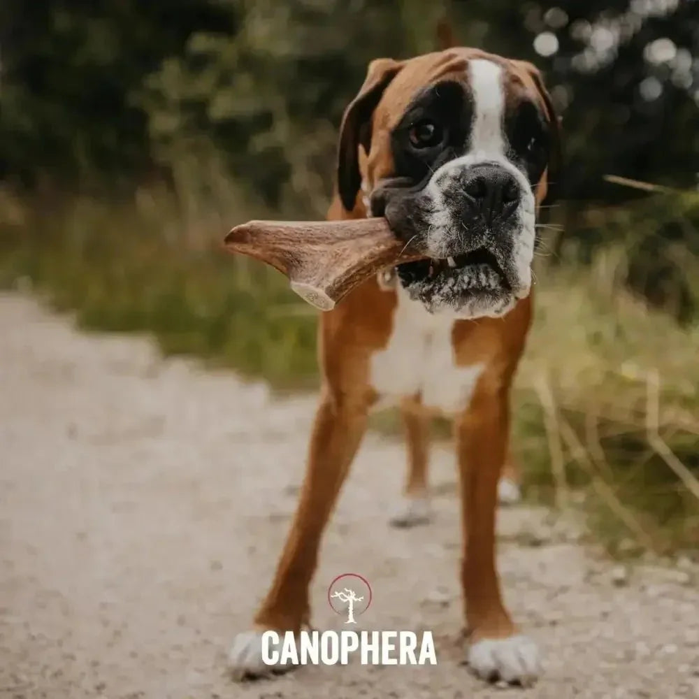 Canophera Whole Red Deer Antler Dog Chew - Talis Us