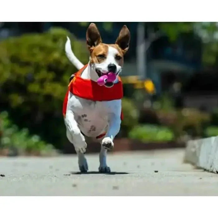 Cycle Dog 3 - Play Turtle Dog Toy - Talis Us