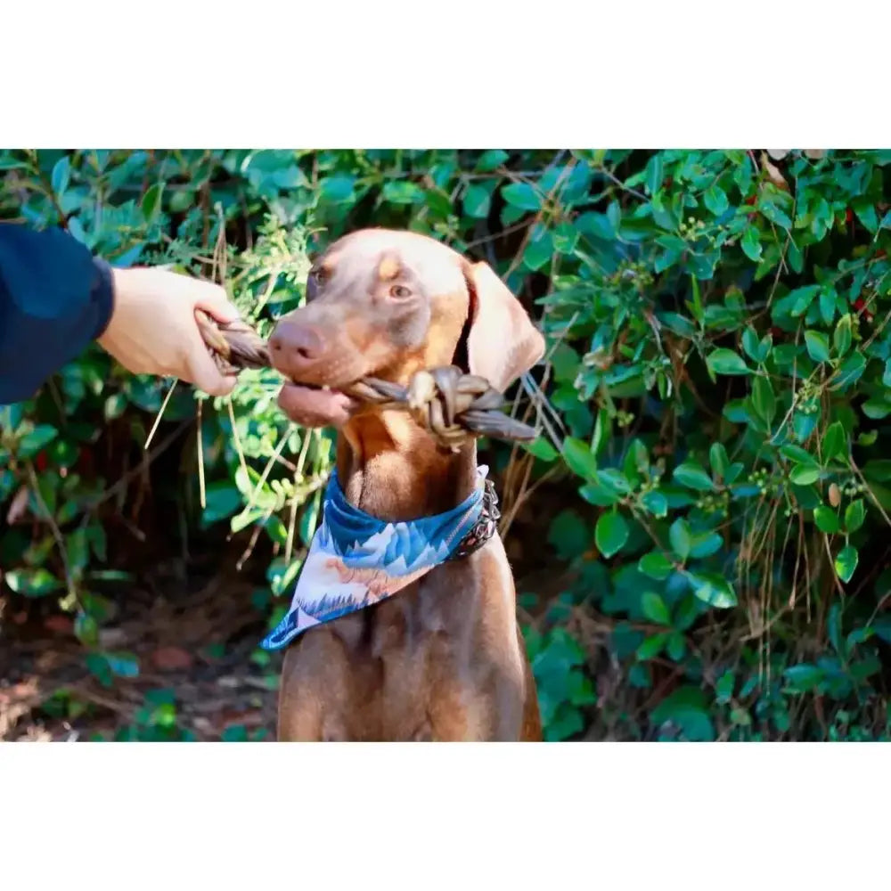 Dogginstix Braided Sticks Lamb Collagen Double Knots Dog Chews Case of 25 - Talis Us