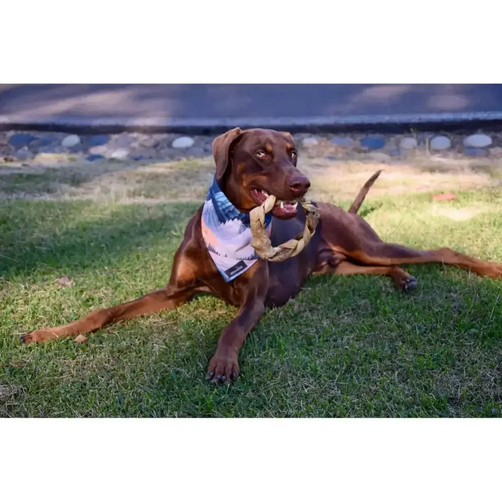 Dogginstix Braided Sticks Lamb Collagen Ring for Dogs Case of 40 - Talis Us