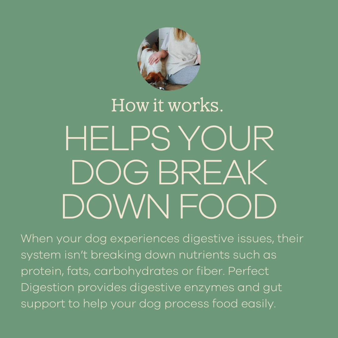 Yumwoof Perfect Digestion infographic explains how digestive enzymes and gut support help dogs break down food.
