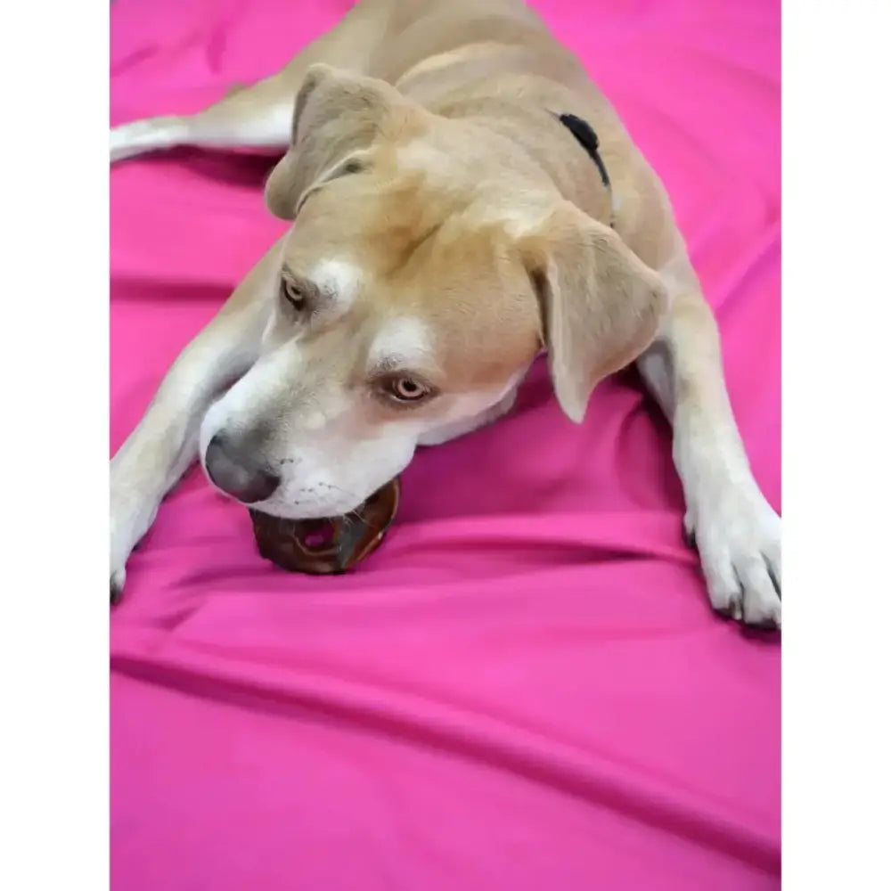 Jones Natural Chews Pig Snouts – Crunchy, Chewy Fun for Dogs 24ct - Talis Us