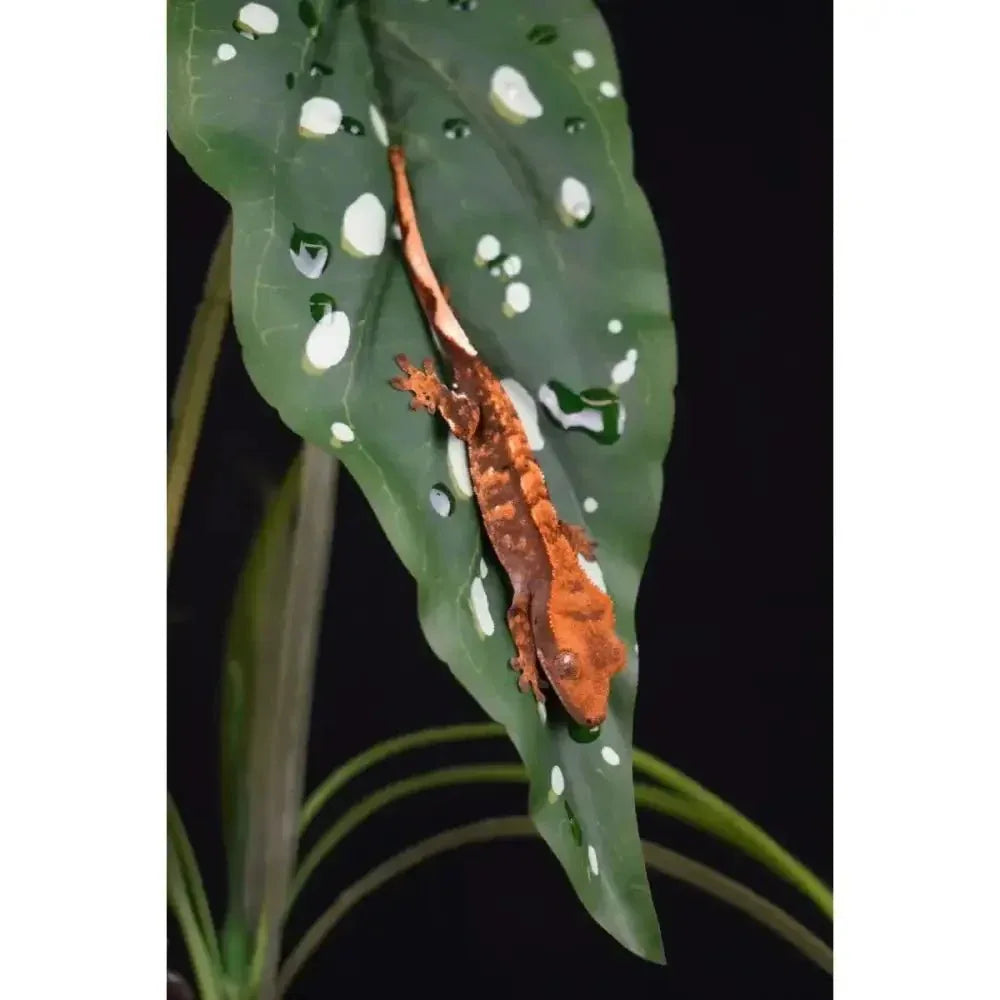 Komodo Standing Plant Reptile Terrarium Decor Bearded Dragon Tank Accessories 18 in - Talis Us