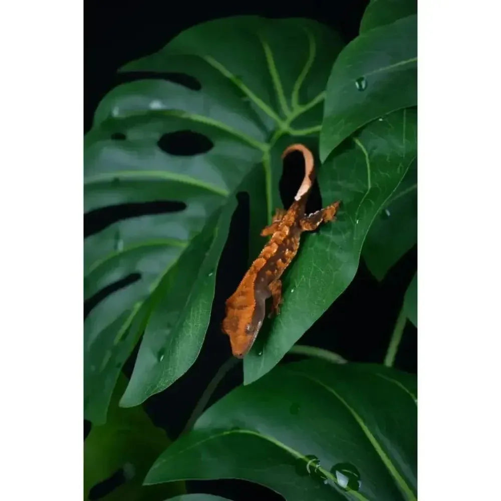 Komodo Standing Plant Reptile Terrarium Decor Bearded Dragon Tank Accessories 18 in - Talis Us