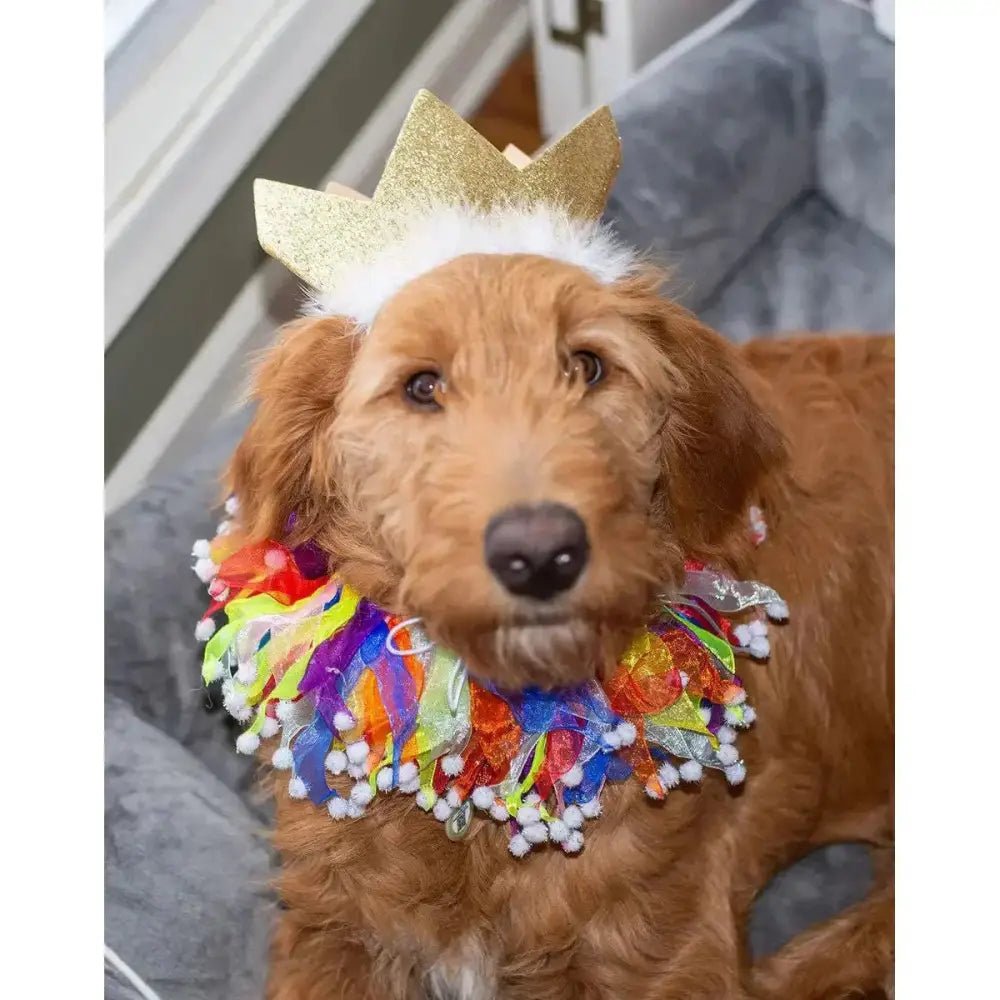Multipet Party Pom Pom Dog Collar - Talis Us