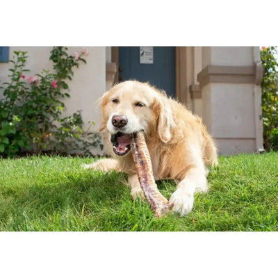 Natural Cravings USA Beef Trachea Dog Treat 6" - 10" - Talis Us