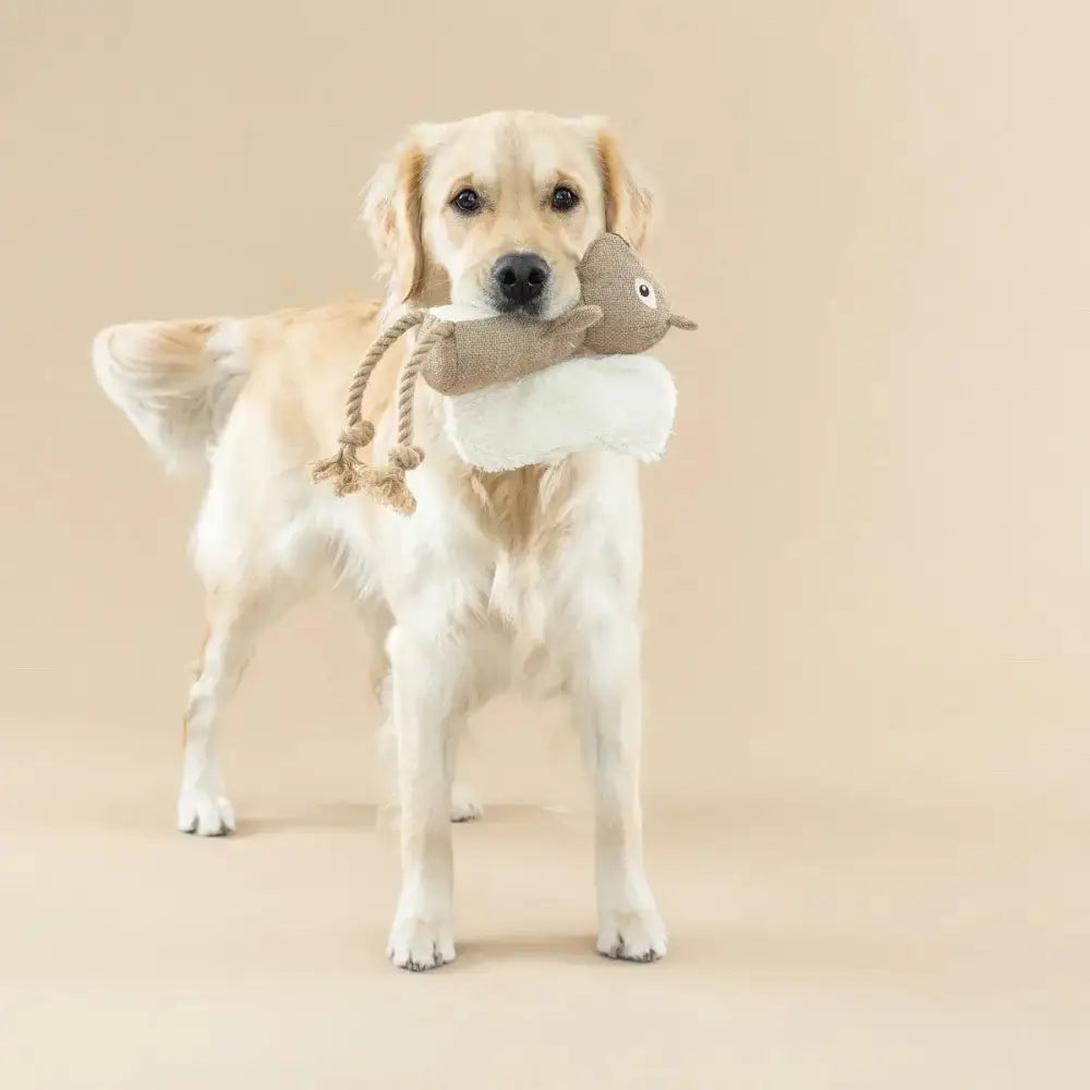 PetShop by Fringe Studio Bring More Nut Earth Friendly Dog Toy - Talis Us