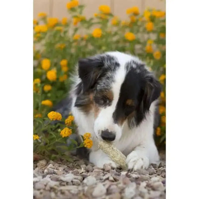 Dog enjoying a Redbarn Munchie Retriever Peanut Butter dog chew in a flower garden