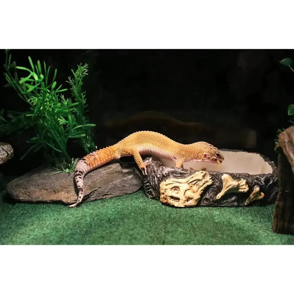 Reptology Reptile Fossil Rock Food/Water Dish - Talis Us