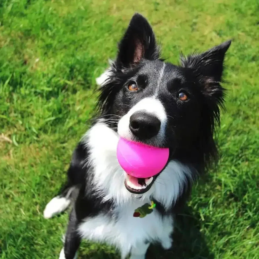 Ruff Dawg, Ball Tough Dog Chew Toy - Talis Us