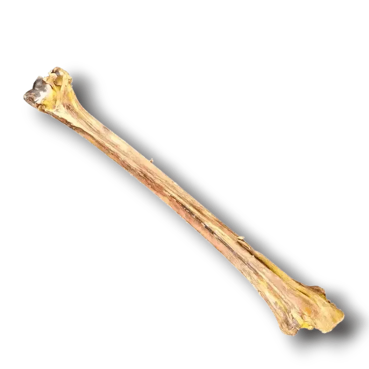 Savannah Ostrich Long Bone Single Ingredient Novel Protein Dog Treat - Talis Us
