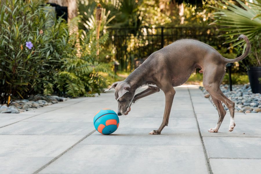 GURU Slow Feeder Dog Toys in vibrant blue and orange, designed for engaging pet play and mental stimulation.