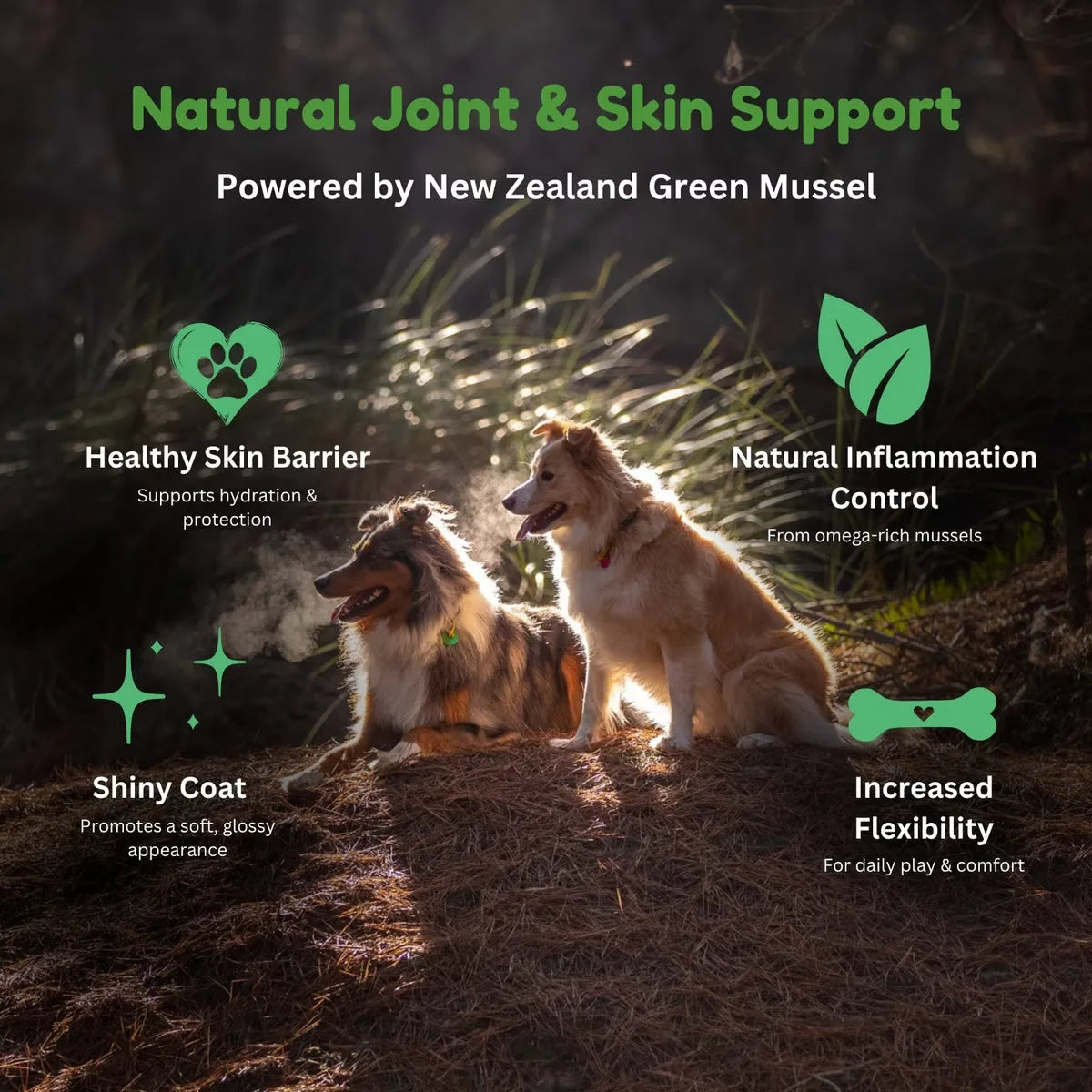 Kiwi Country natural dog food with green mussel for joint and skin support in a vibrant outdoor setting