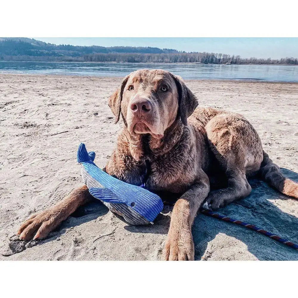 Tall Tails Whale With Squeaker Dog Toys, 12" - Talis Us