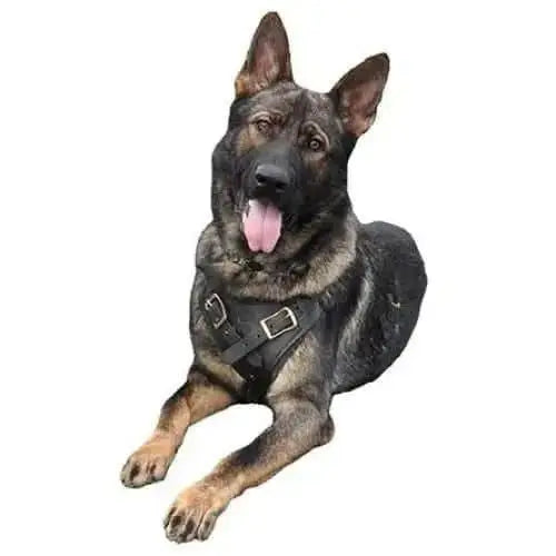 Viper Invader Working Dog Harness - Brass Hardware Dogline WP