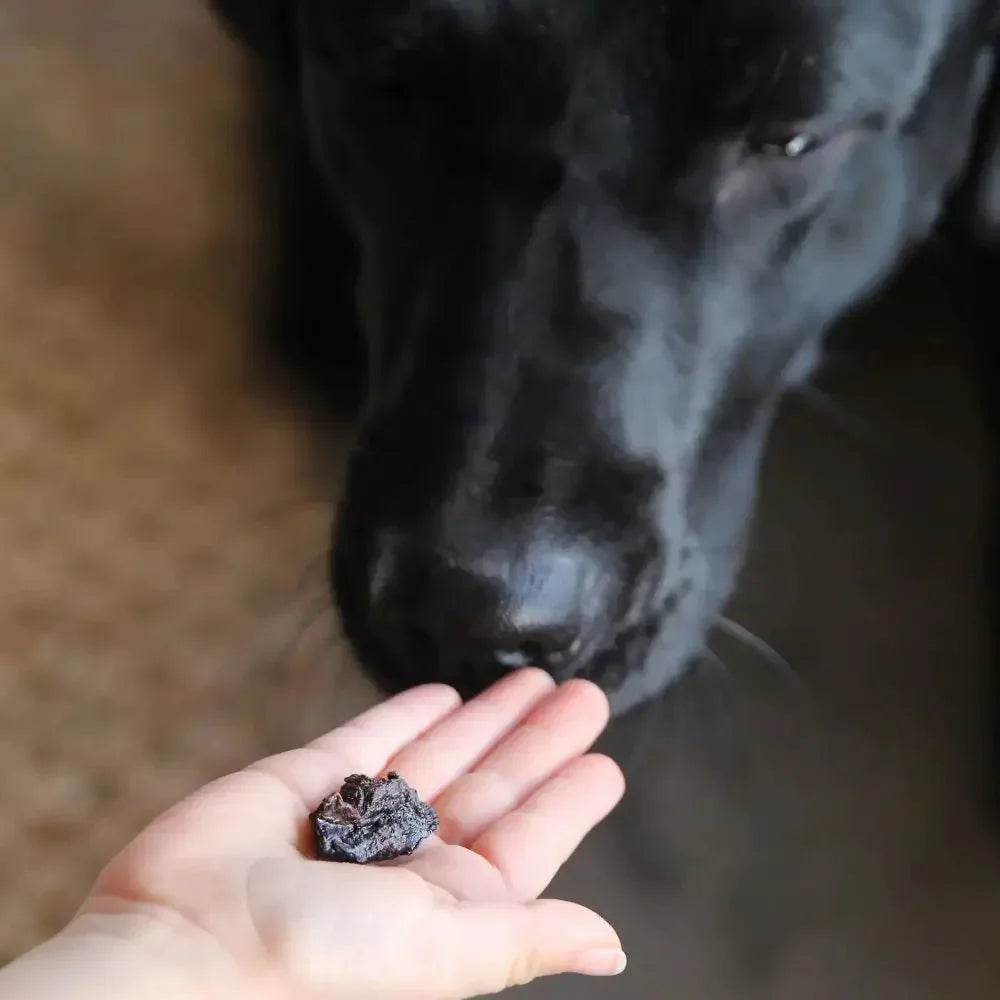 Wild Eats Natural Lamb Lung Bites Dog Treat 4 oz - Talis Us