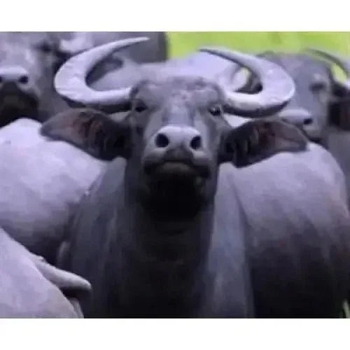 Wild Eats Water Buffalo Tail & Steak Dog Treat - Talis Us