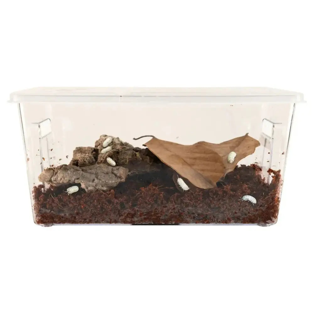 Zoo Med Creatures Roly Poly Isopod Habitat Kit - Talis Us