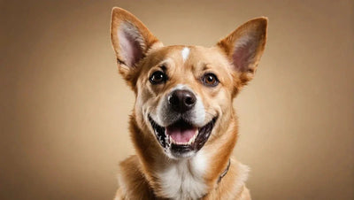 10 Dental Dog Treats for Healthy Teeth and Gums - Talis Us