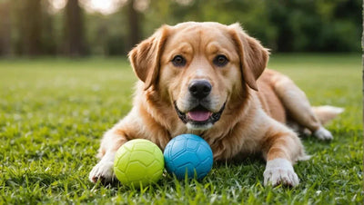 10 Dog Toys for Physical Exercise and Mental Stimulation - Talis Us