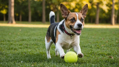 10 Must-Have Balls and Fetch Toys for Your Dog - Talis Us