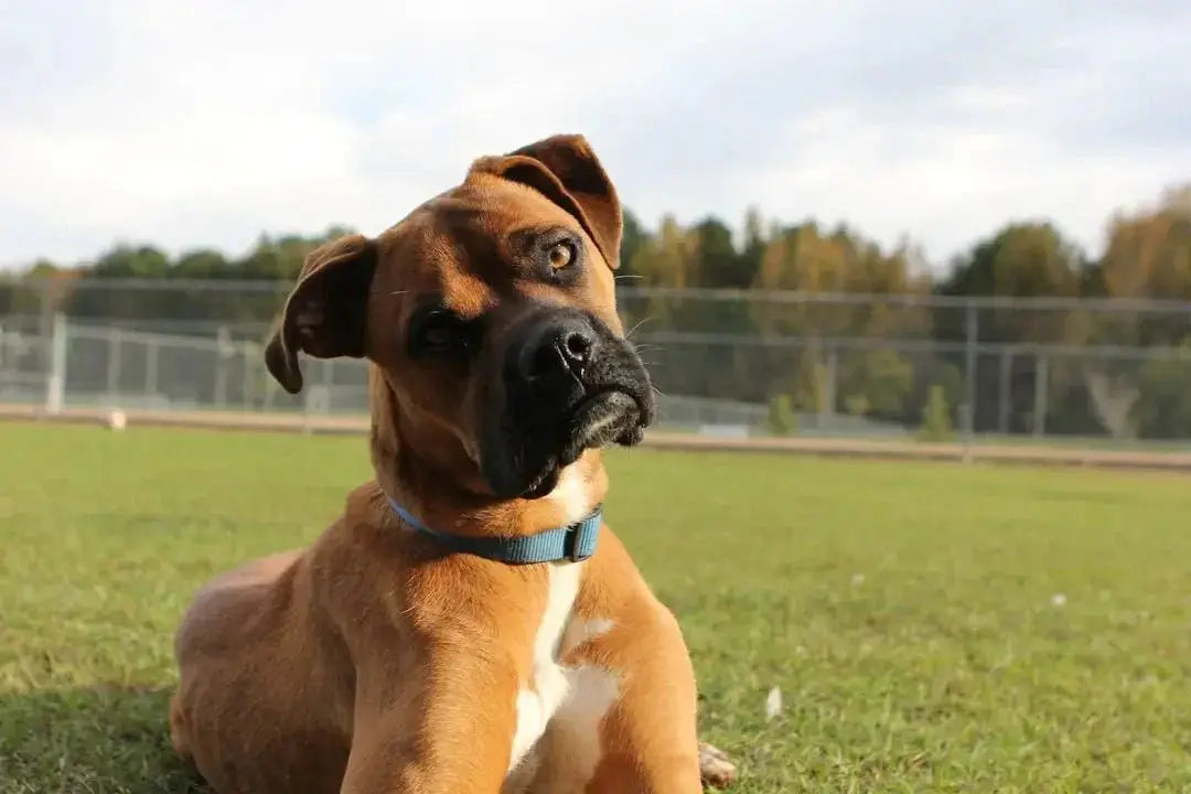 15 Bully Dog Toys That Will Keep Your Dog Busy